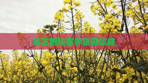 林芝到张家界攻略