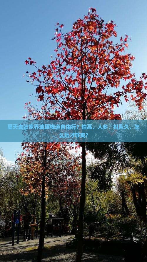 夏天去张家界玻璃栈道自由行