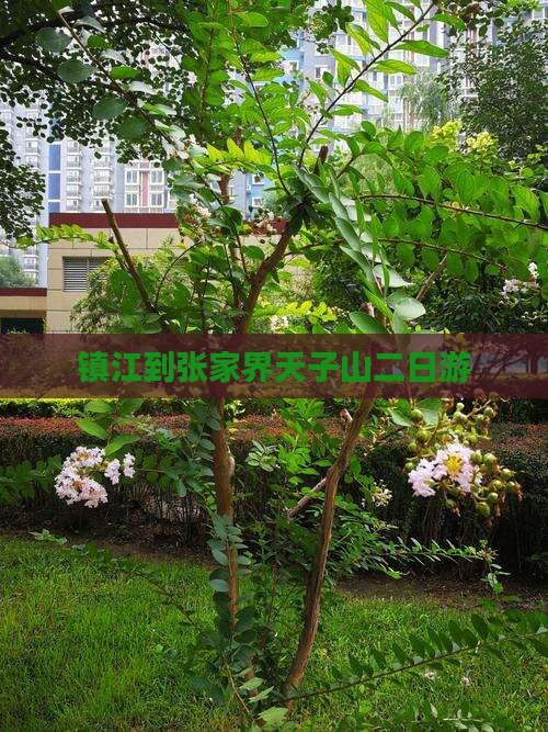 镇江到张家界天子山二日游
